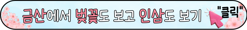 금산 벚꽃 축제 비단고을 벚꽃길