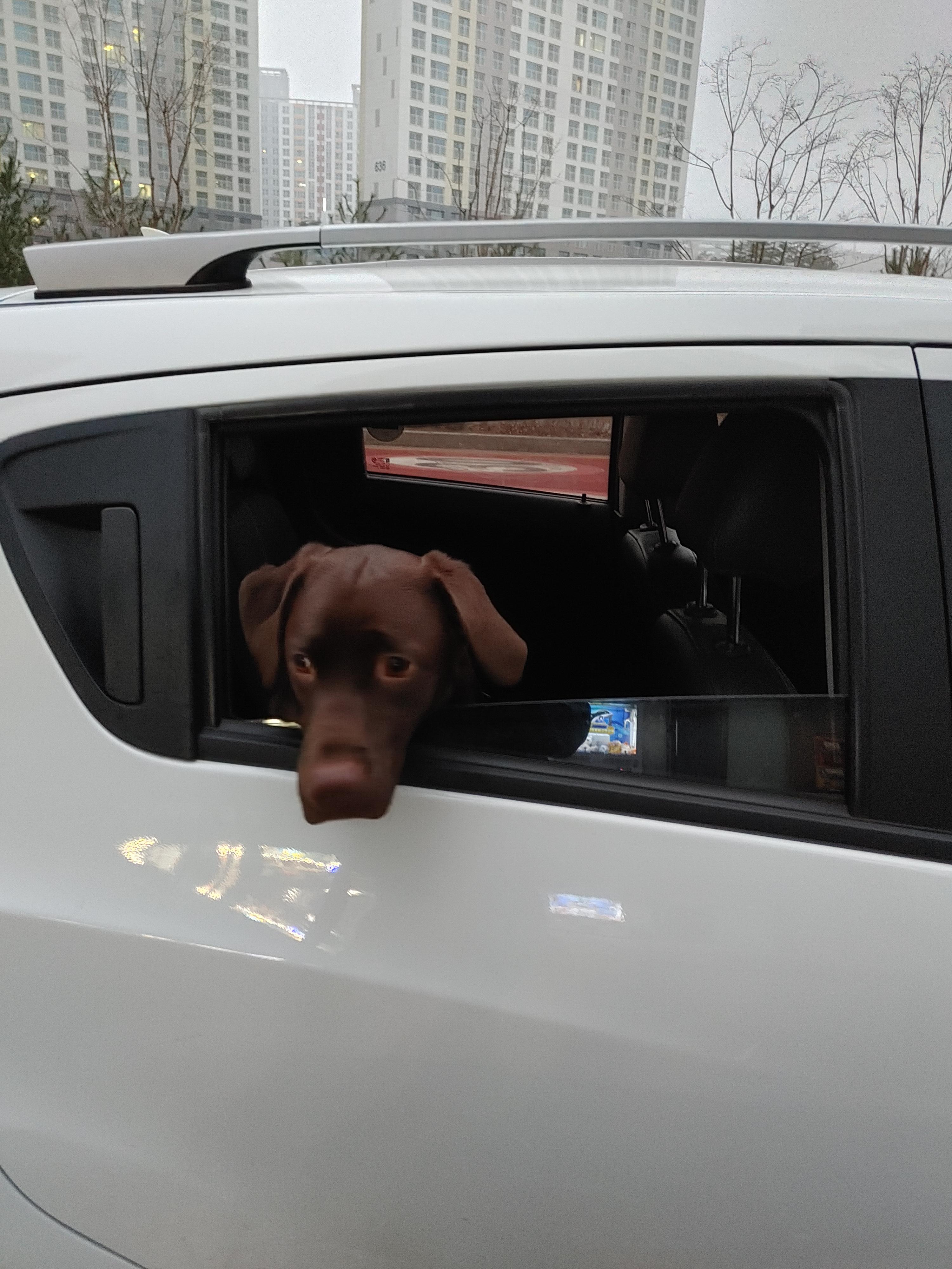  곰팅