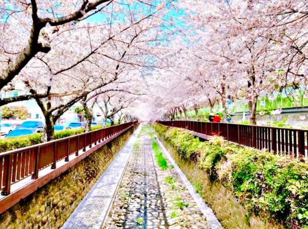 제주 벚꽃 명소