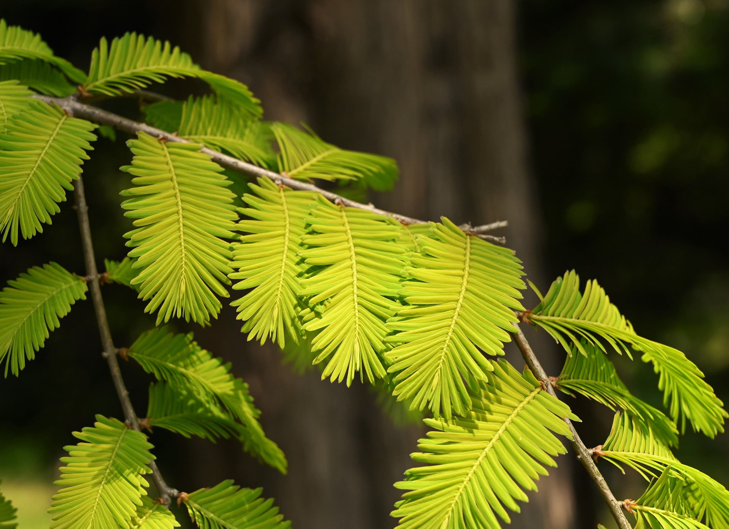  메타세쿼이아 (Metasequoia / メタセコイア)
