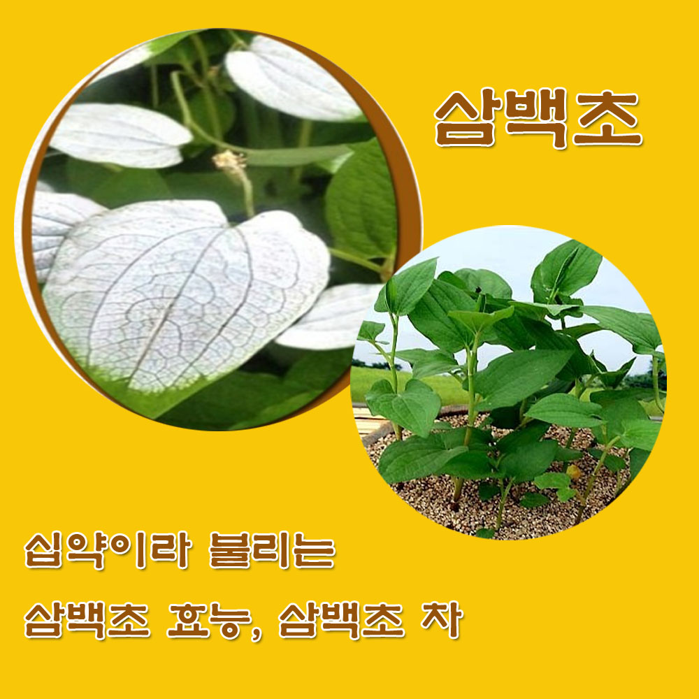  삼백초.삼백초 효능.삼백초 차