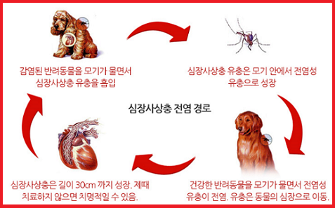 심장사상충의 전염 경로