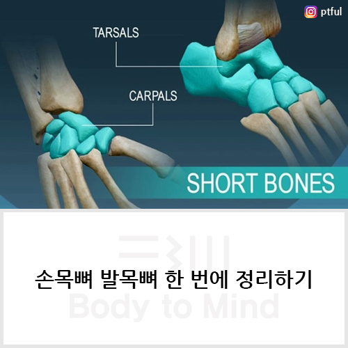  손목뼈(carpal bone) 발목뼈(tarsal bone) 한 번에 정리하기