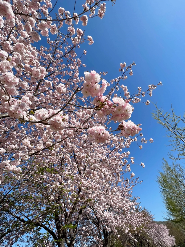 벚꽃 산책길