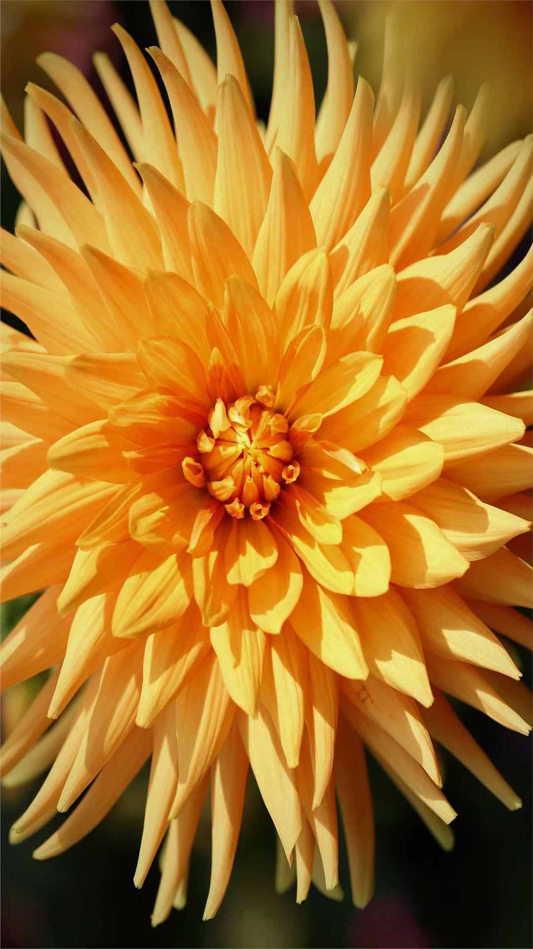 Dahlia Flower iPhone Wallpaper