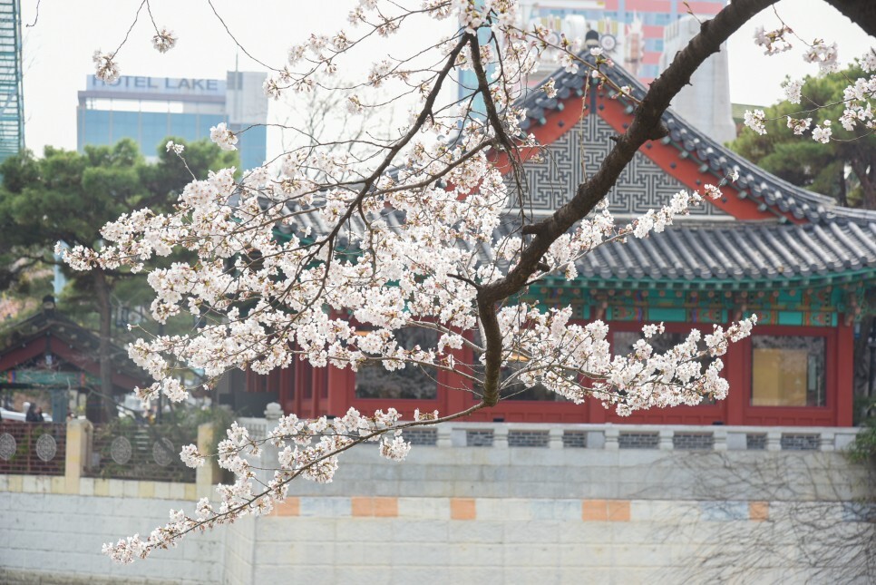 벚꽃