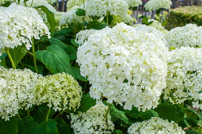 하얀-아나벨-수국-꽃-사진