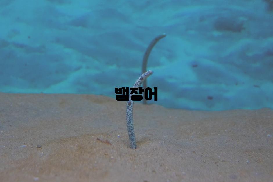 뱀장어