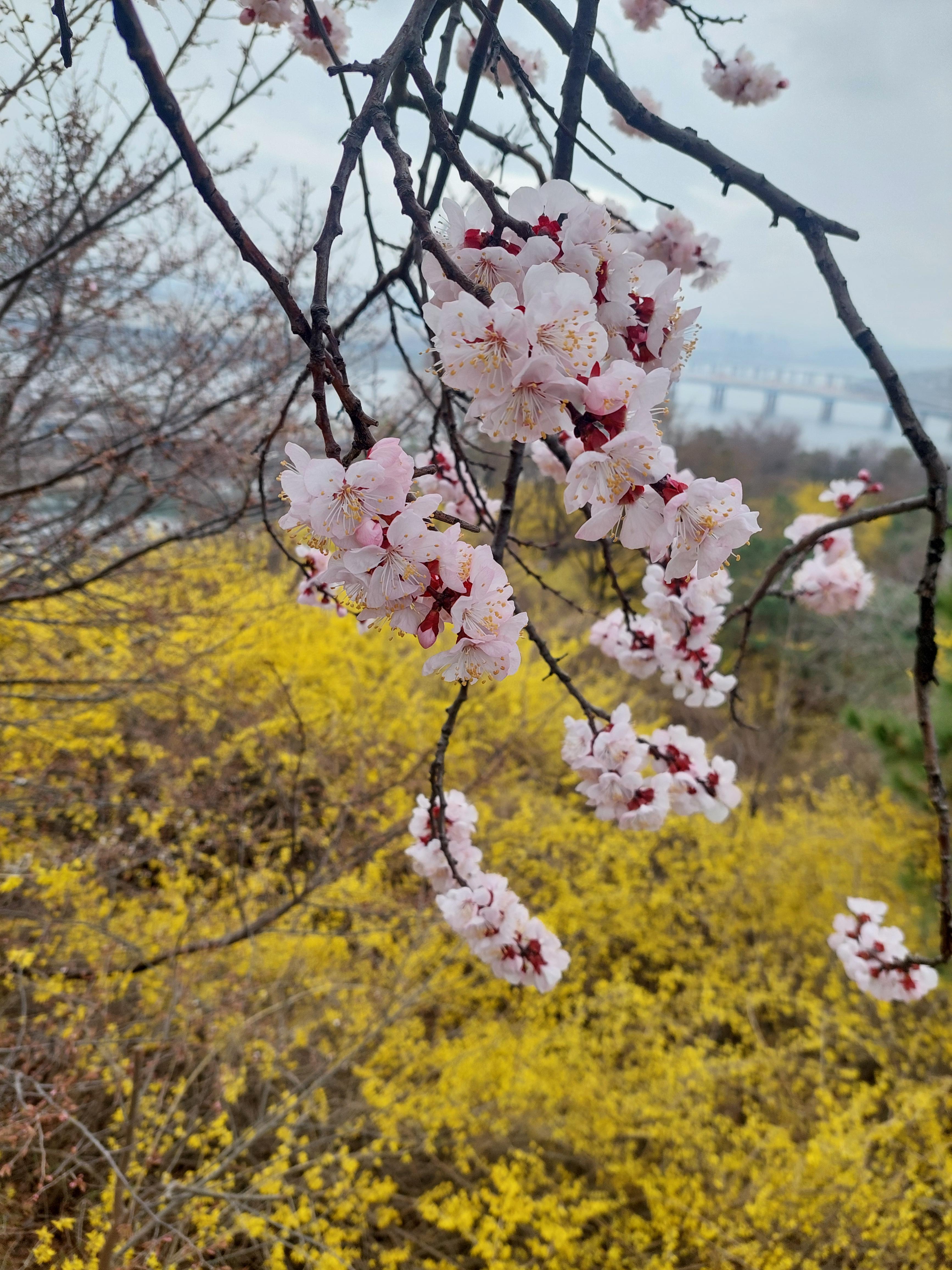 응봉산 개나리