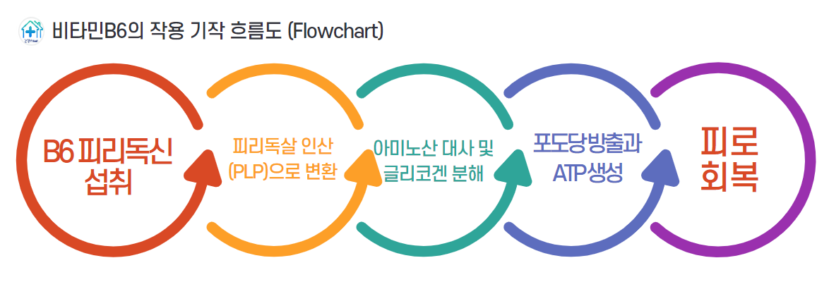 비타민 B6는 주로 피리독살 인산(PLP) 형태로 작용하며, 아미노산 대사와 글리코겐 분해를 통해 에너지를 공급합니다. 또한, 신경전달물질(세로토닌, 도파민)의 합성을 촉진해 신경계의 기능을 지원.