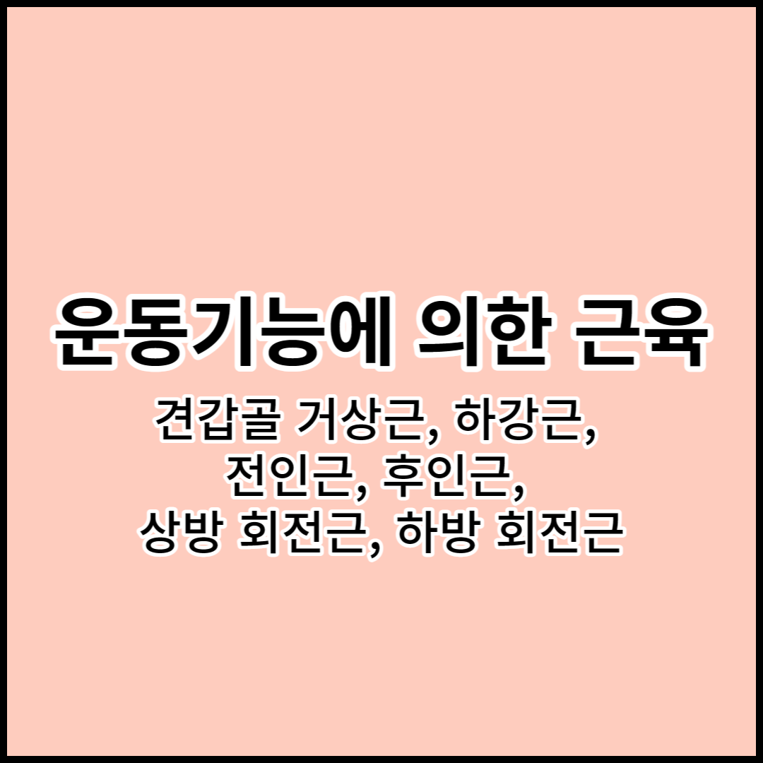 해부학 상지의 운동기능에 의한 근육: 견갑골 거상근&#44; 하강근&#44; 전인근&#44; 후인근&#44; 상방 회전근&#44; 하방 회전근