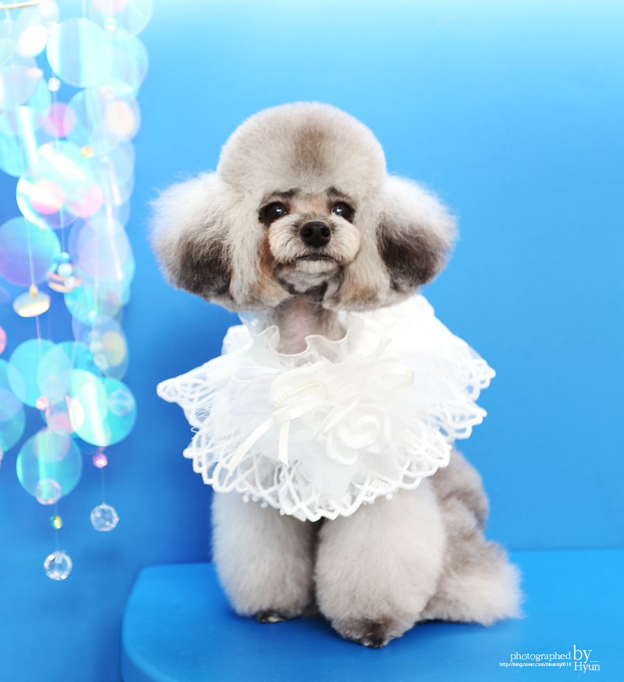 ::모델이 되어도 좋아! 실버푸들 마리 미용 18