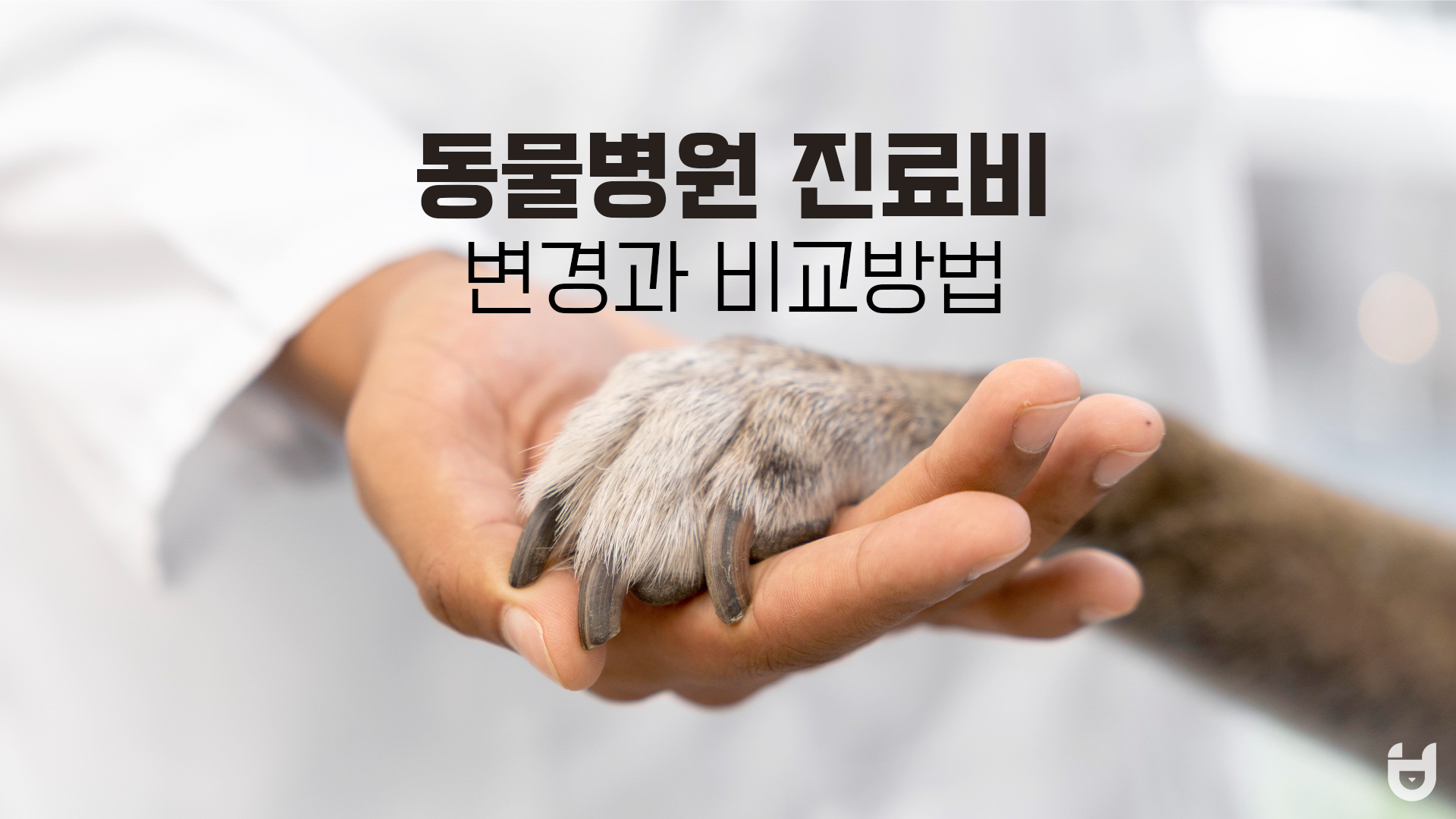  바뀌는 동물병원 진료비 변경점과 직접 비교하는 방법 알려드릴게요