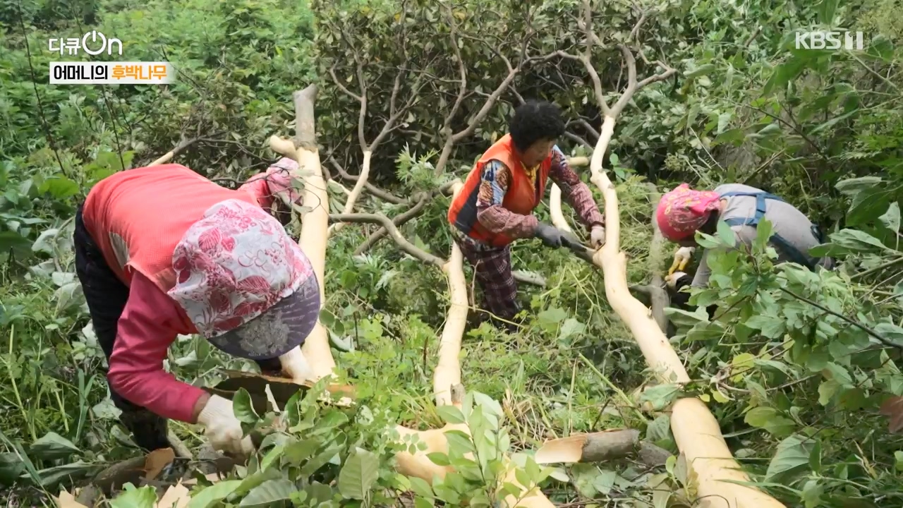 다큐 온.E209.230806p-NEXT.mp4_20230806_171245.149.jpg