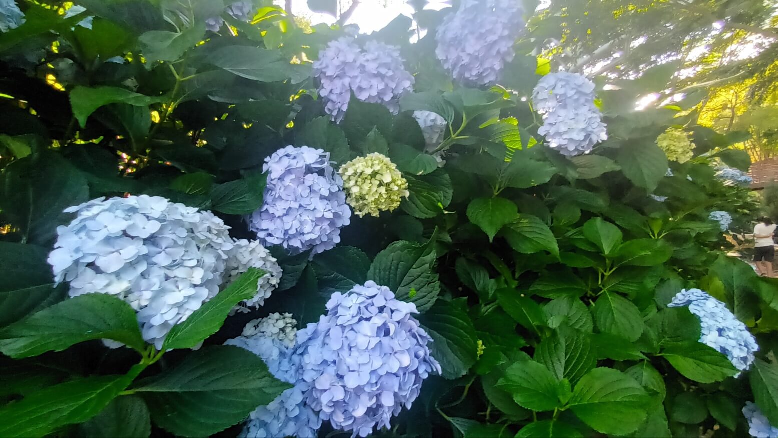 진주 월아산 수국정원축제