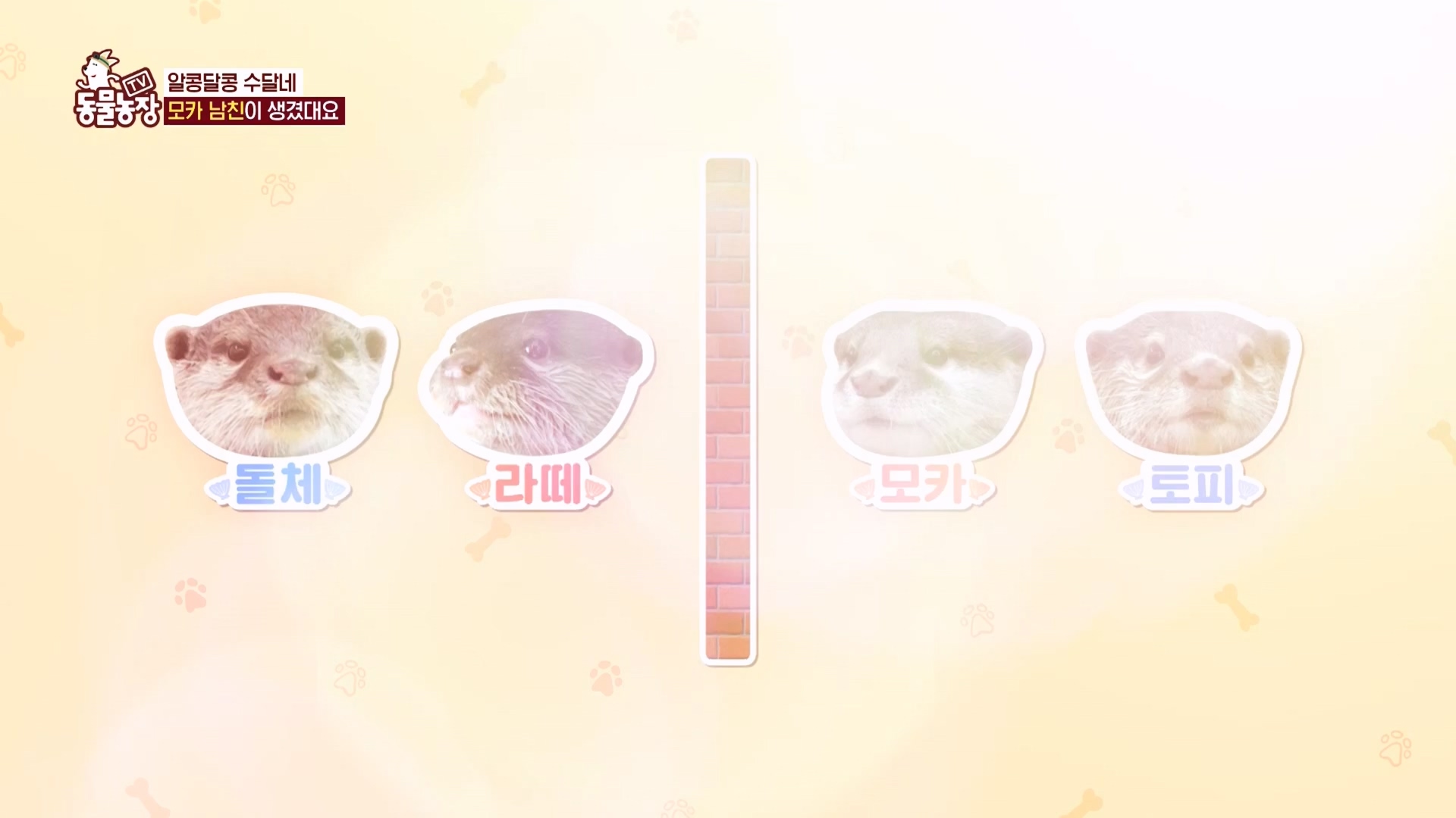 TV 동물농장.E1118.230423p.H264-F1RST.mp4_20230423_181119.249.jpg