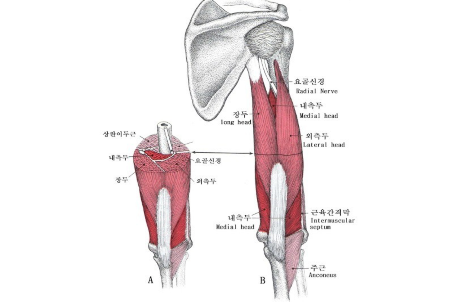 라잉트라이셉스익스텐션 - 운동방법과 어깨 통증 해결법을 알아보자 라잉트라이셉스익스텐션 - 운동방법과 어깨 통증 해결법을 알아보자