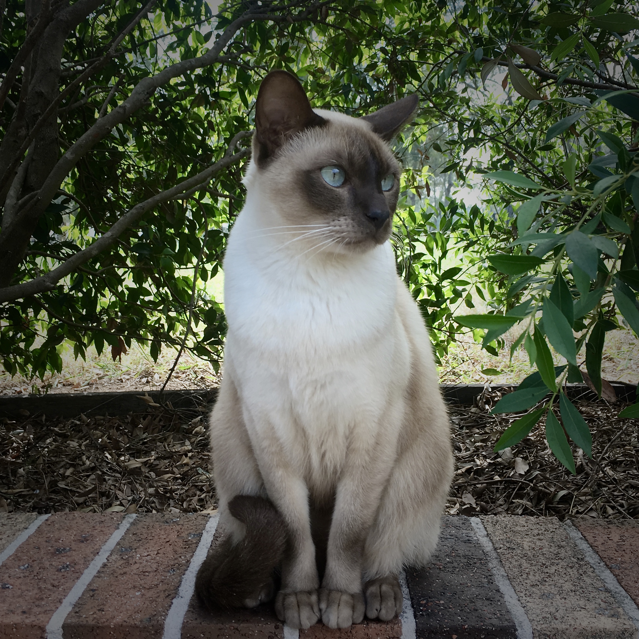 tonkinese&#44; 톤키니즈