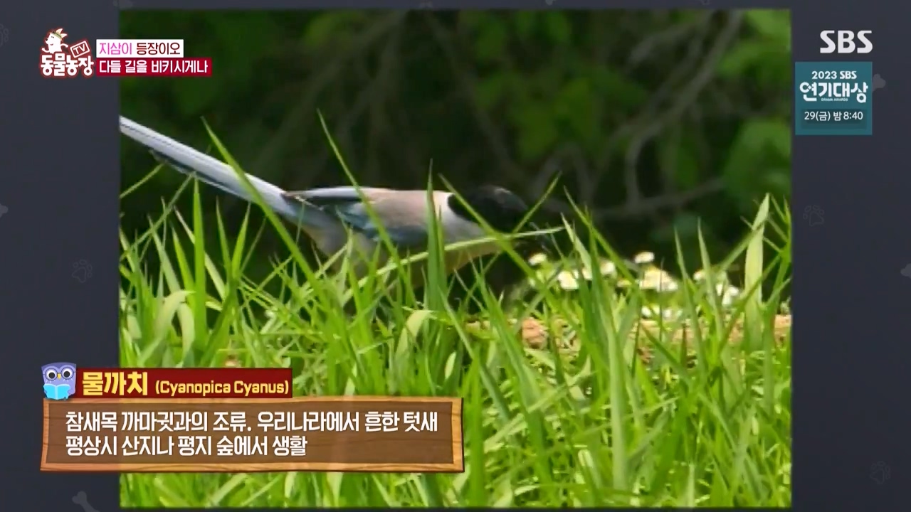 TV 동물농장.E1150.231218p-NEXT.mp4_20231217_170453.546.jpg
