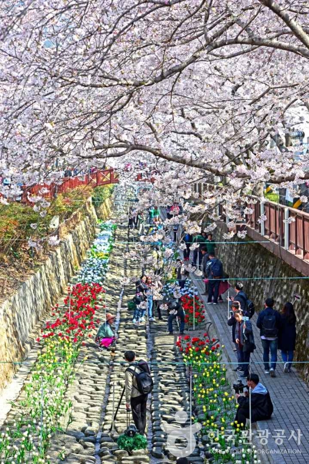 2025 진해 군항제 벚꽃 축제 일정