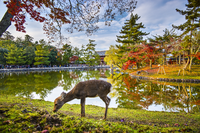 나라 공원 奈良公園 Nara Park