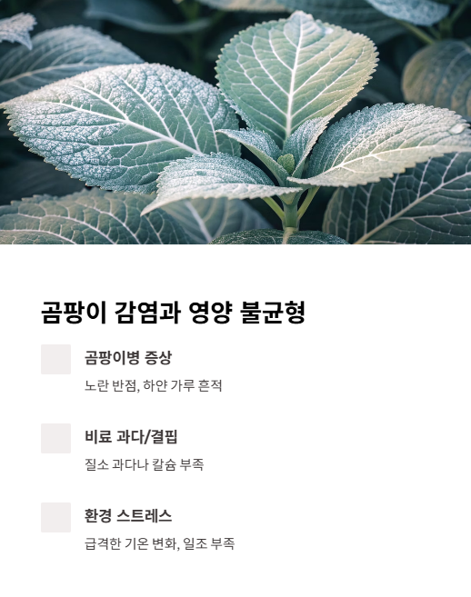 곰팡이 감염과 영양 불균형