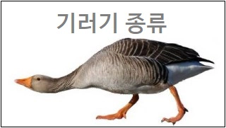 기러기 종류