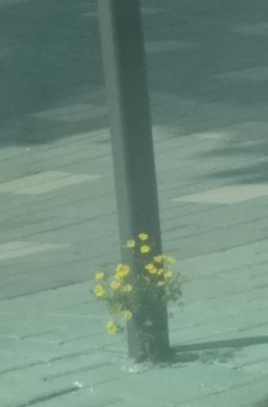  어떻게 거기 피었니