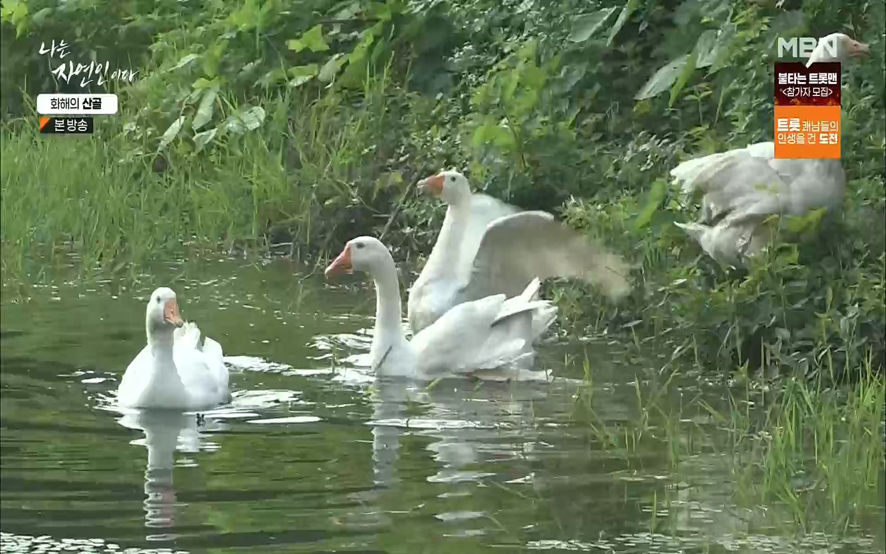 나는 자연인이다.E515.220817p.H264-F1RST.mp4_20220818_201922.288.jpg