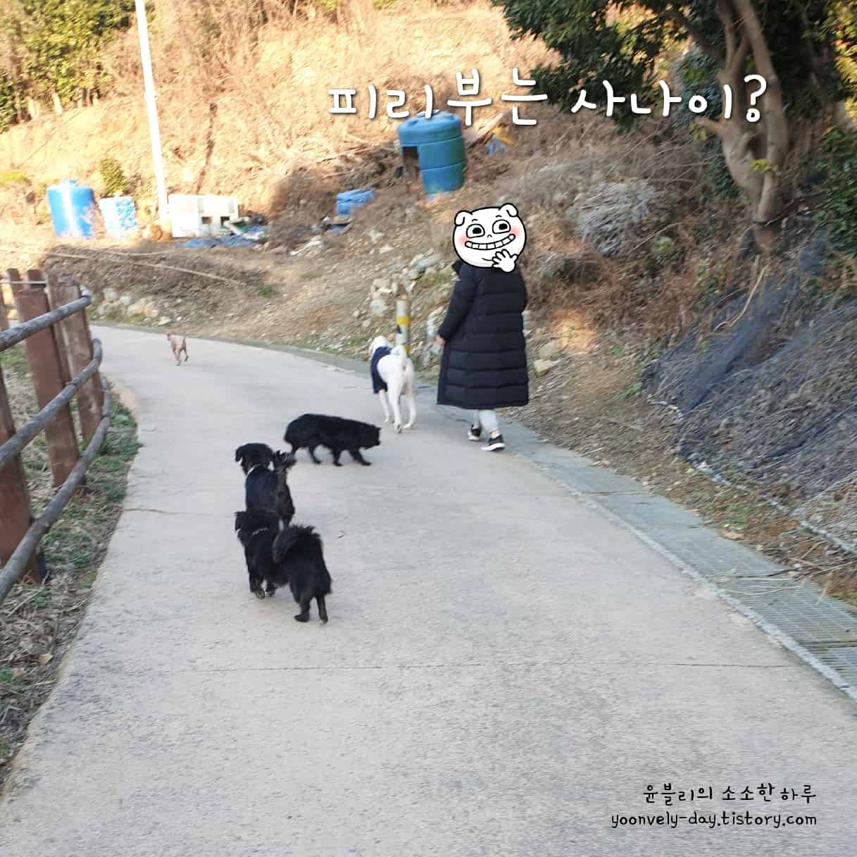 공곶이 검둥이 강아지