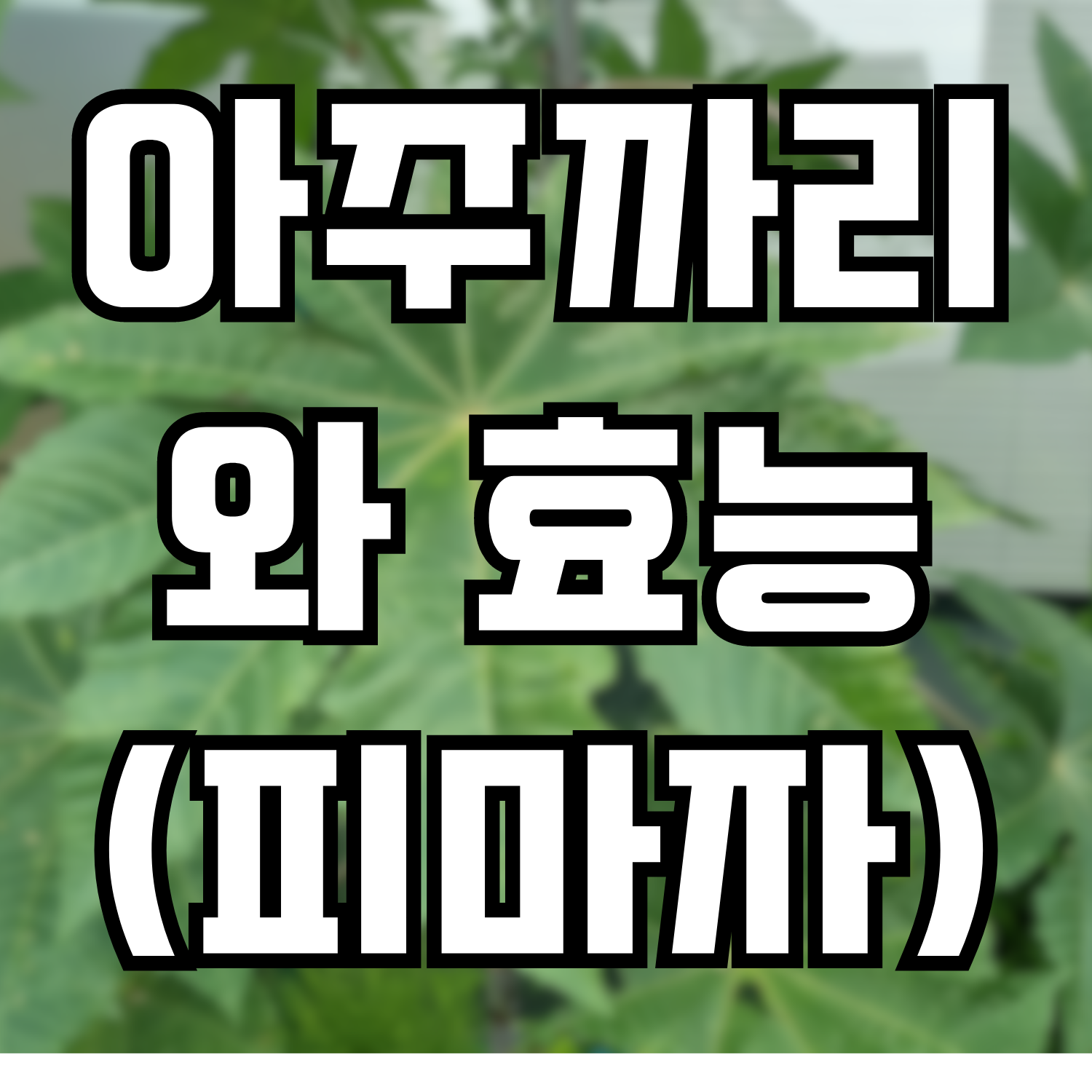  아주까리(피마자),아주까리의 효능