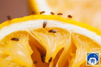 날파리 퇴치법 트랩 끈끈이_4