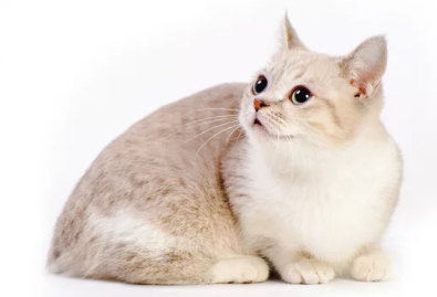 먼치킨 고양이/출처: Adobe Stock
