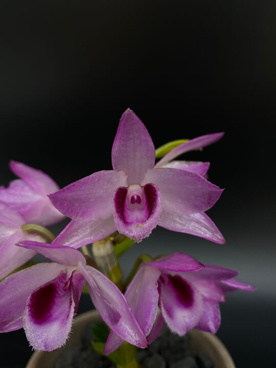 Dendrobium Hsinying Anosweetscent 꽃 사진