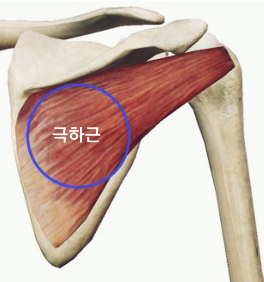 극하근의 해부학적 구조