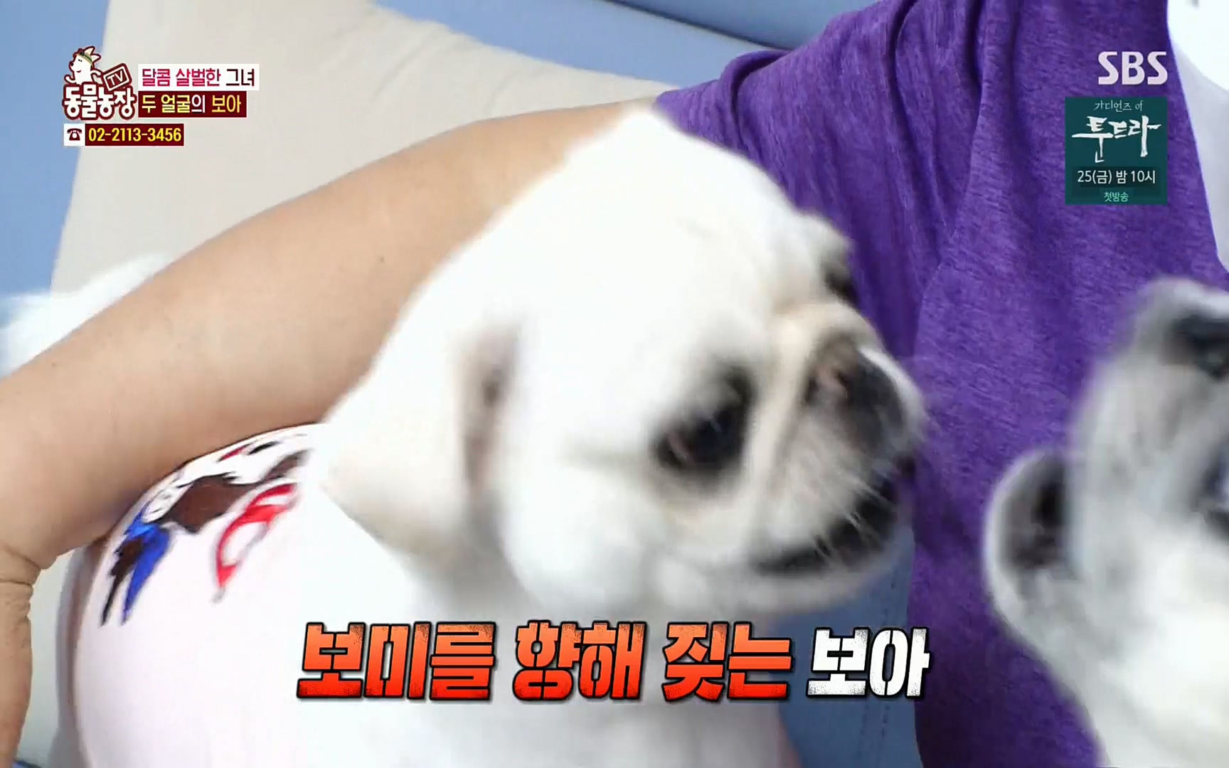 TV 동물농장.E1061.220320p.H264-F1RST.mp4_20220320_183549.619.jpg