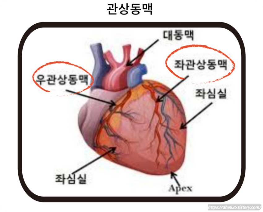 관상동맥 위치