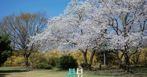 신라왕경숲-벚꽃-봄-나들이