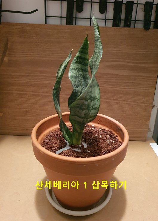 산세베리아 1 삽목하기