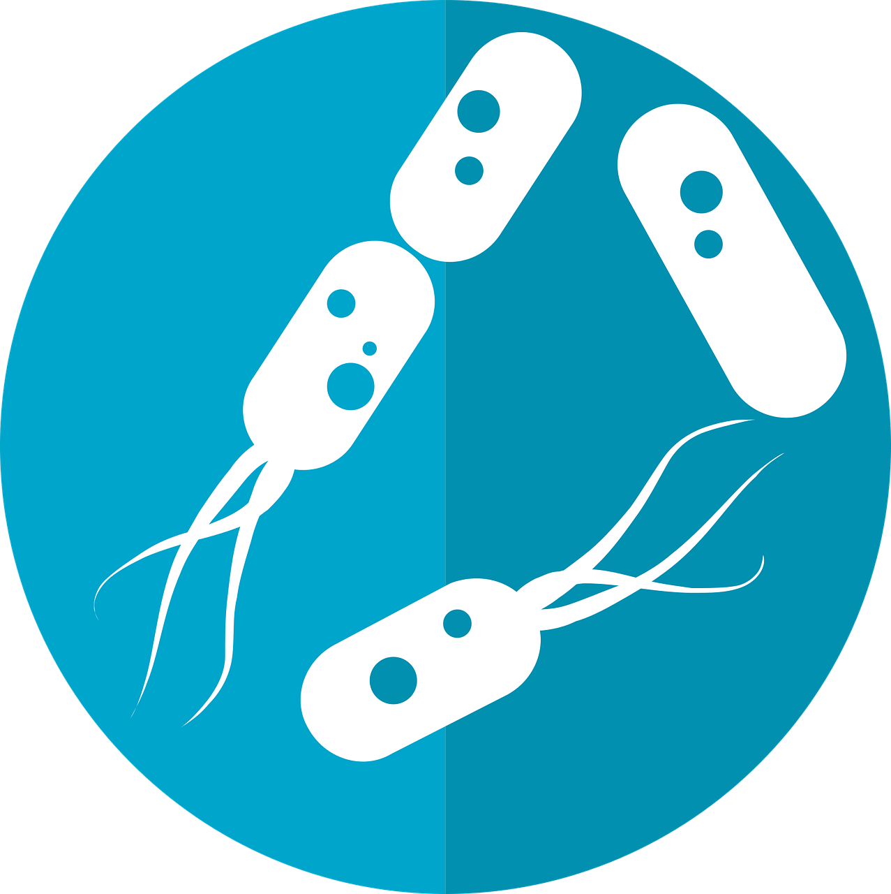 Lactobacillus