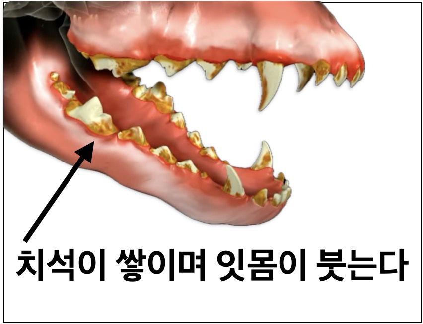 강아지 구내염 이빨