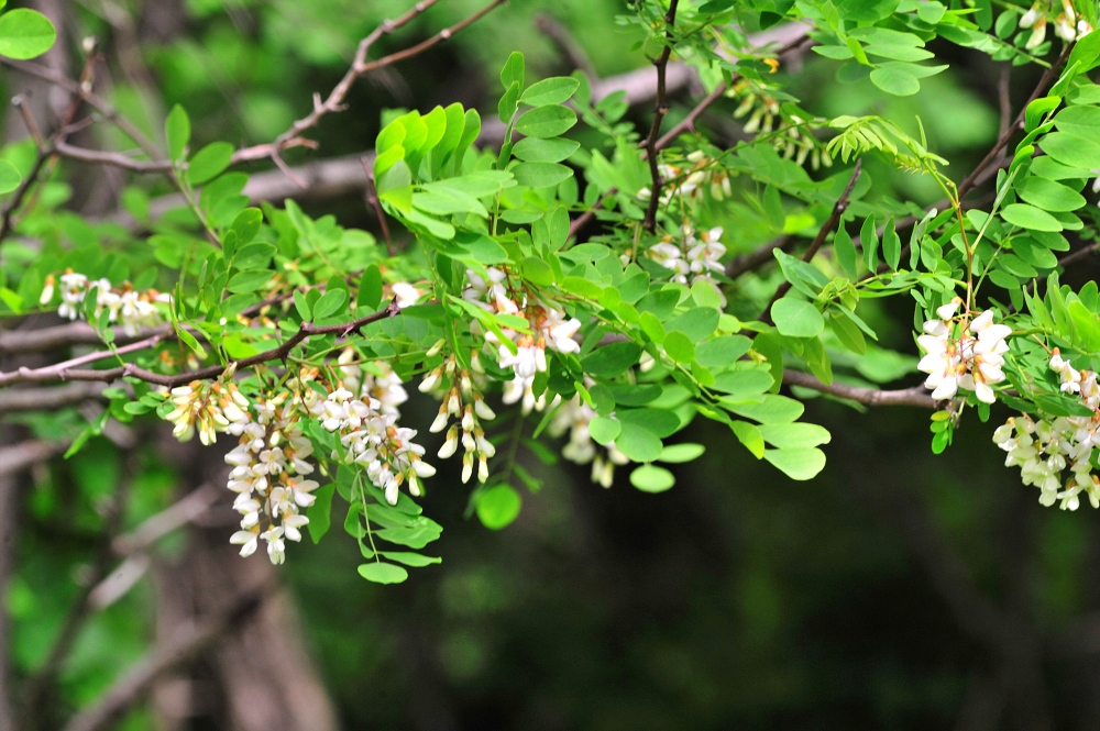 아카시아(acacia)