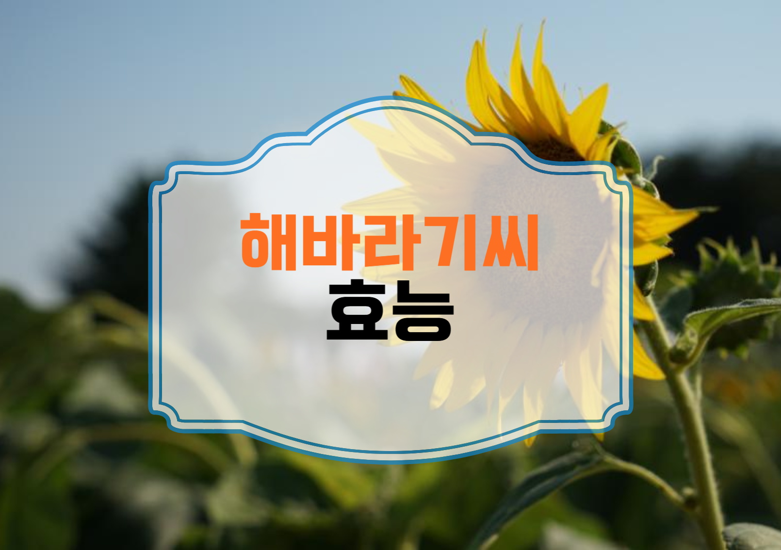 해바라기씨