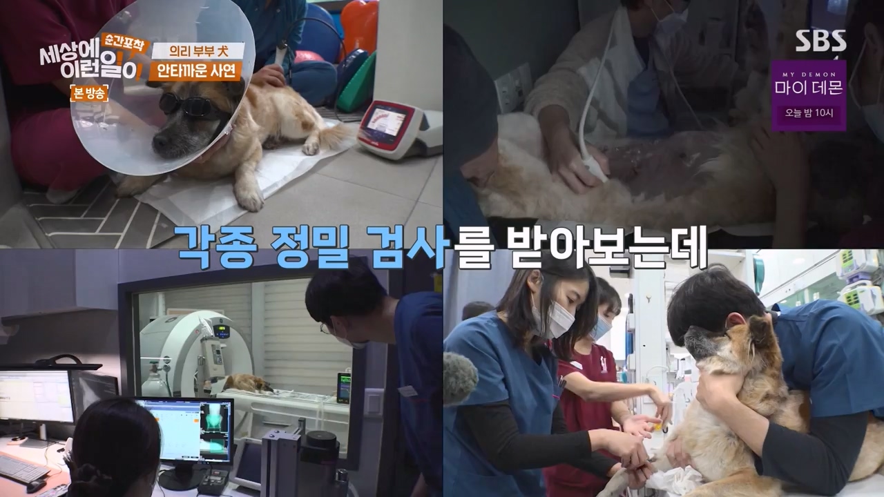 순간포착 세상에 이런일이.E1254.231203p-NEXT.mp4_20231203_140542.750.jpg