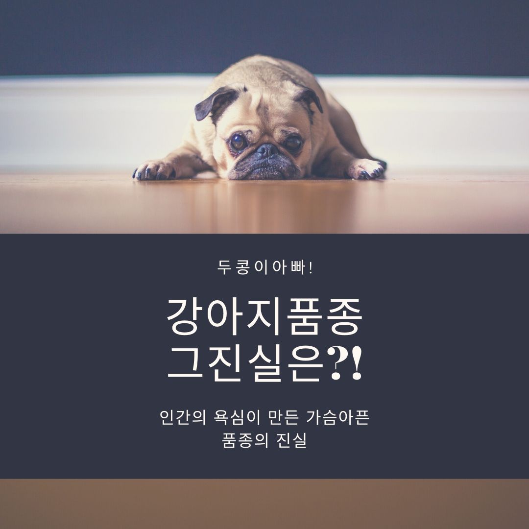  강아지품종의 진실! 인간의 욕심은 어디까지인가?