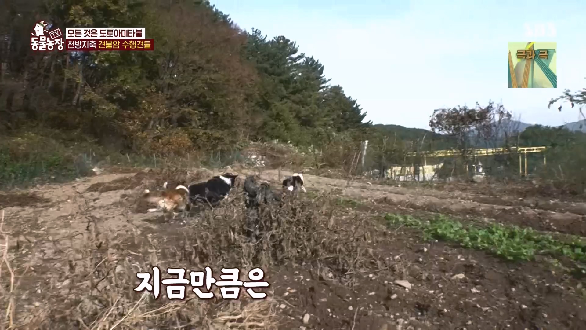TV 동물농장.E1149.231210p.H264-F1RST.mp4_20231210_171053.047.jpg