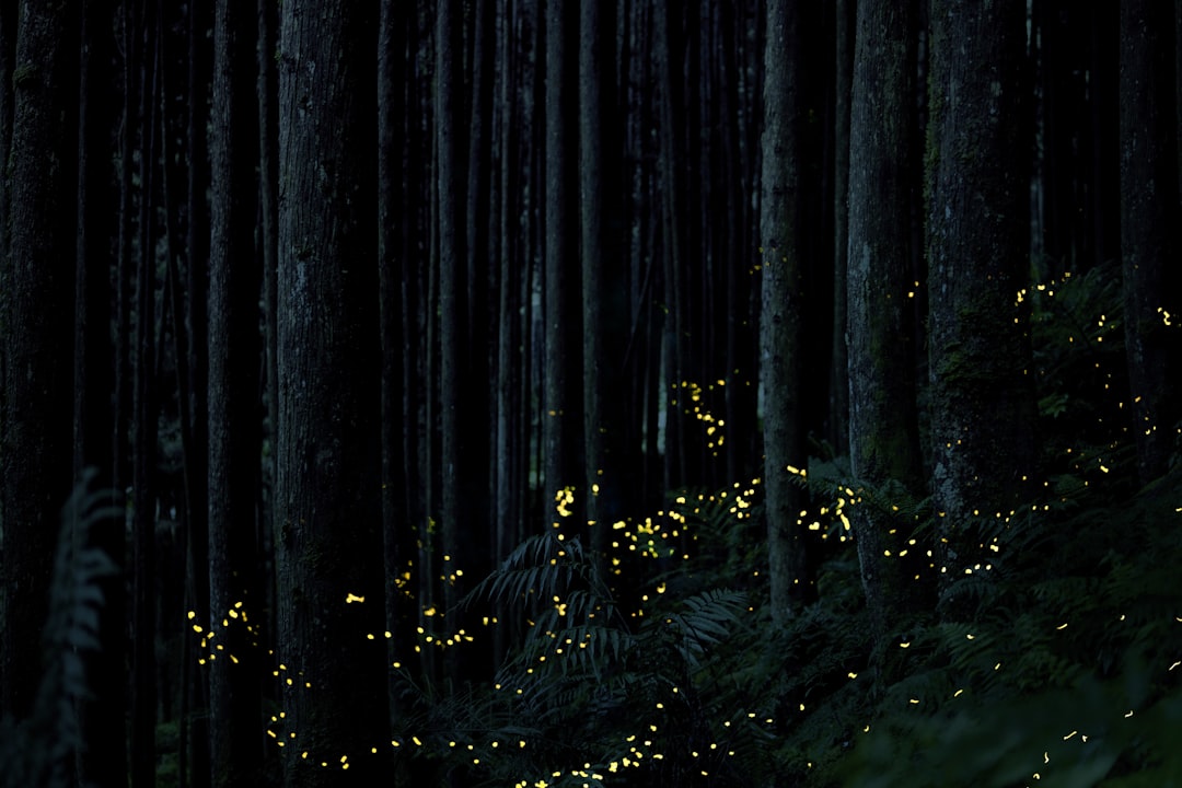 Firefly
