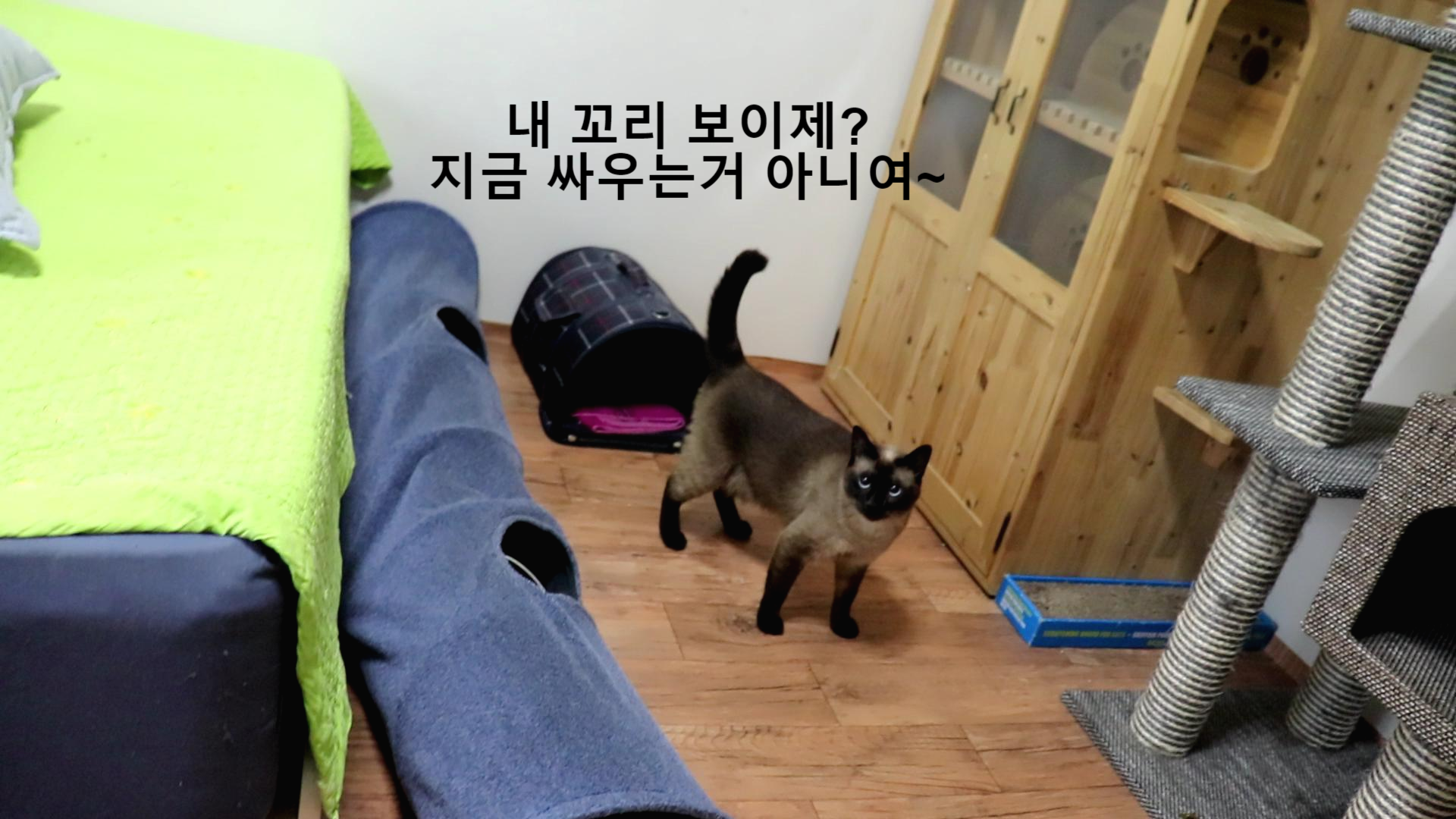  고양이들 싸움과 놀이 구분하는 법