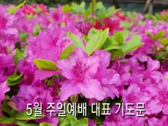 2025년 5월 둘째주 대표기도문_20
