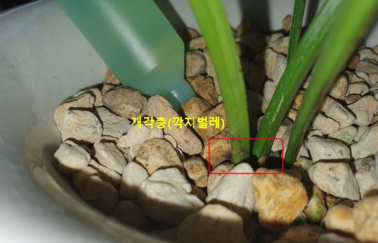 난 개각충 깍지벌레